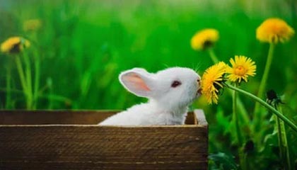 KAIYUN 中国大陆-意大利女子排球队在小组赛中表现出色，意大利排球女神